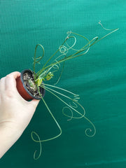 Albuca spiralis NEW