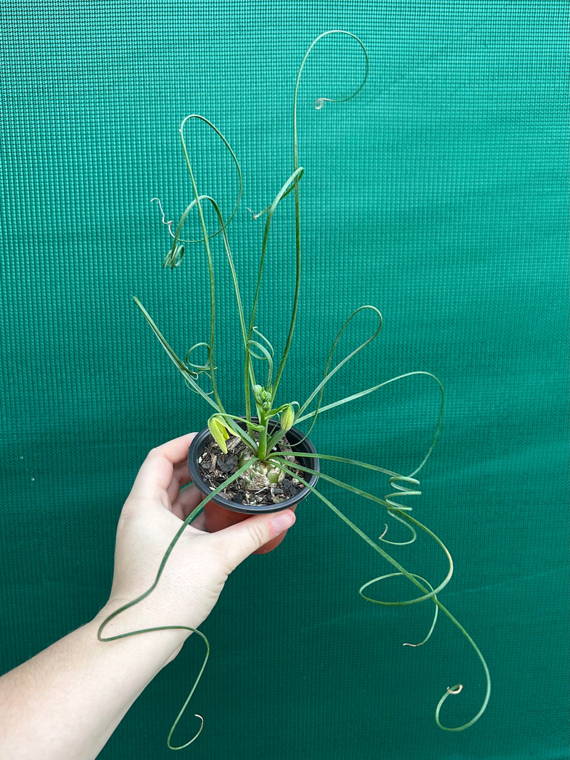 Albuca spiralis NEW
