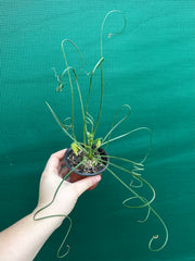 Albuca spiralis NEW