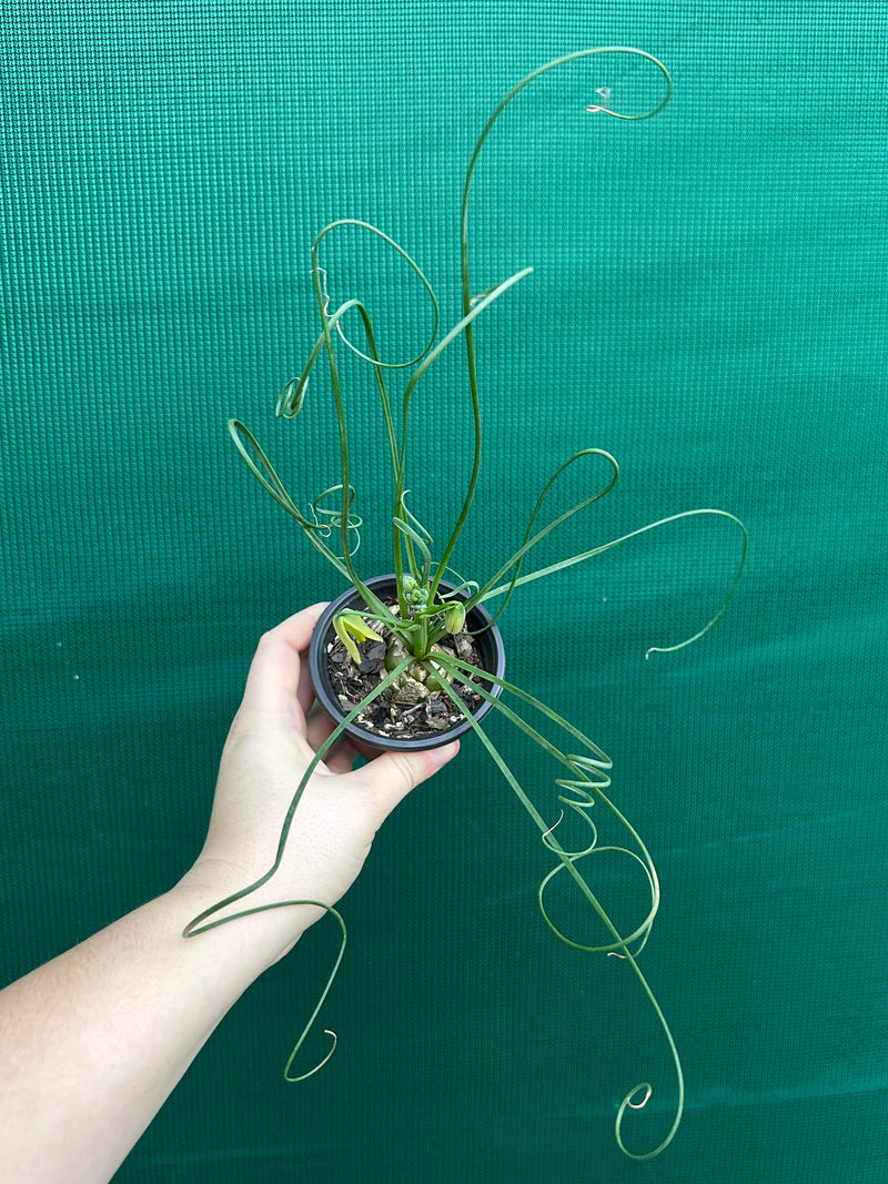 Albuca spiralis NEW
