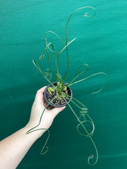 Albuca spiralis NEW