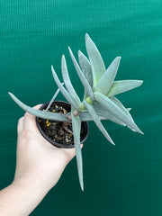 Crassula perfoliata var falcata NEW
