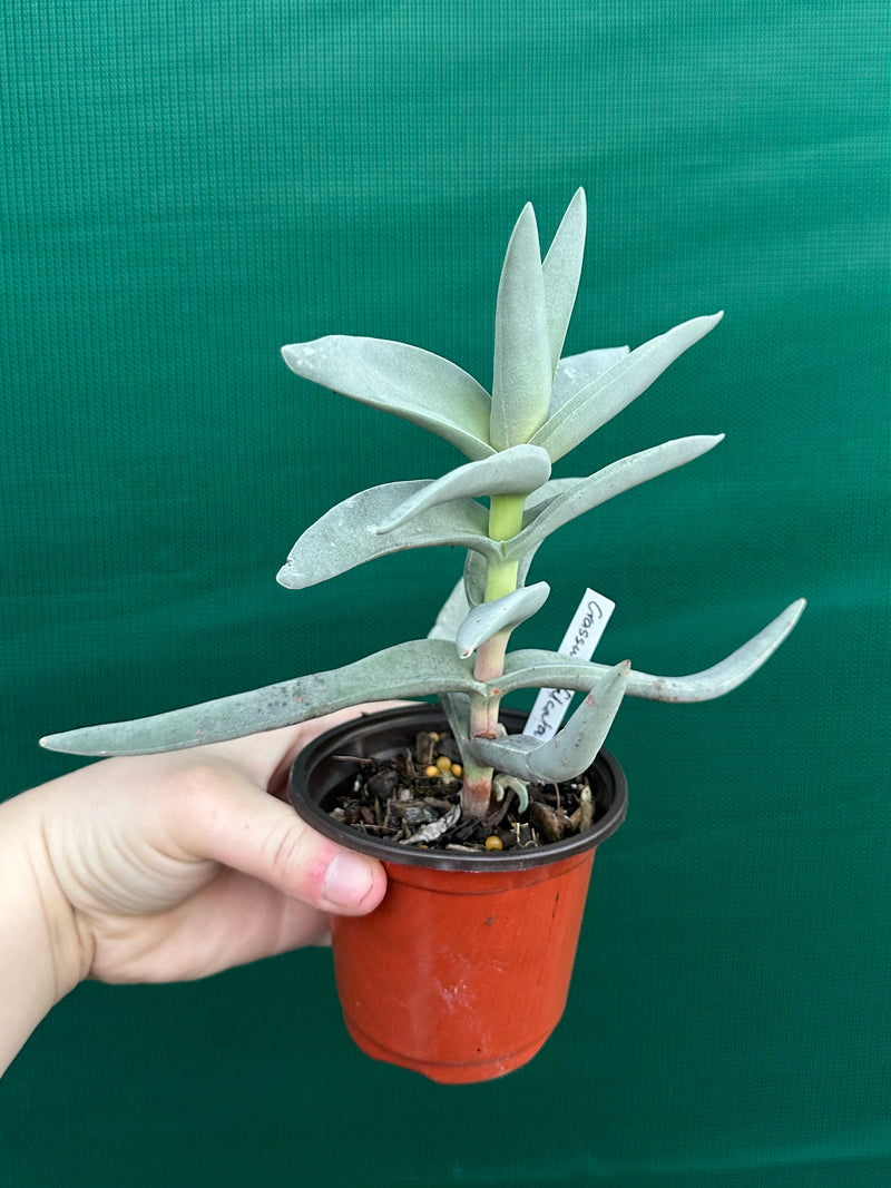 Crassula perfoliata var falcata NEW