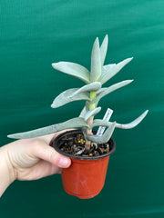 Crassula perfoliata var falcata NEW