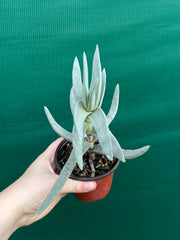 Crassula perfoliata var falcata NEW