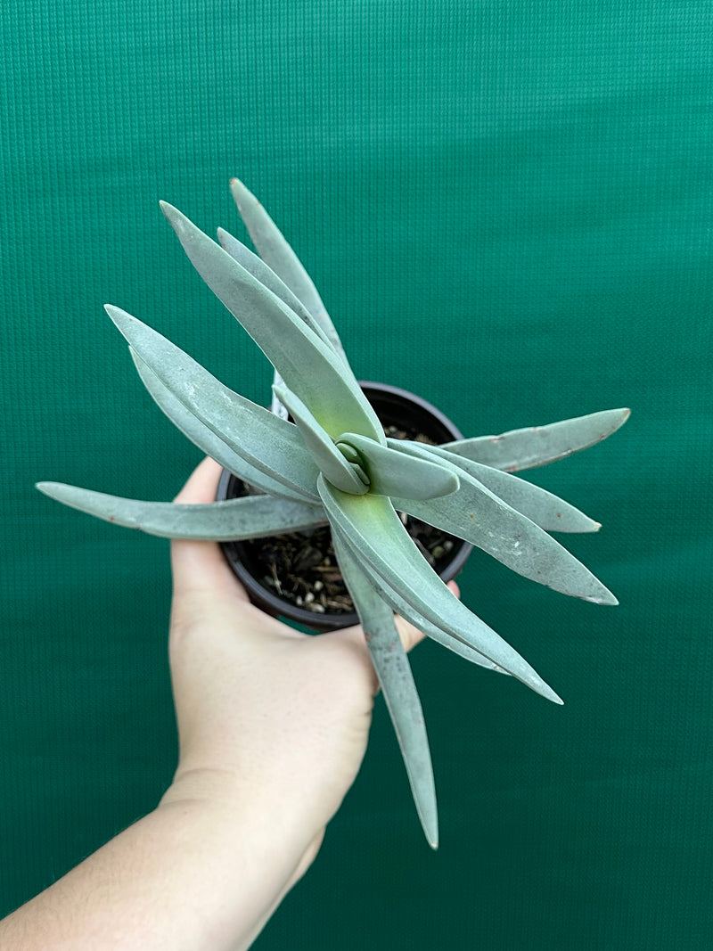 Crassula perfoliata var falcata NEW