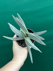 Crassula perfoliata var falcata NEW