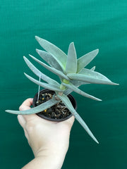 Crassula perfoliata var falcata NEW