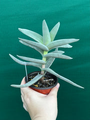 Crassula perfoliata var falcata NEW