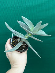 Crassula perfoliata var falcata NEW