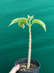 Brugmansia variegata NEW