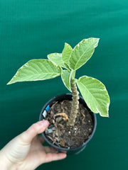 Brugmansia variegata NEW