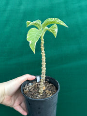 Brugmansia variegata NEW