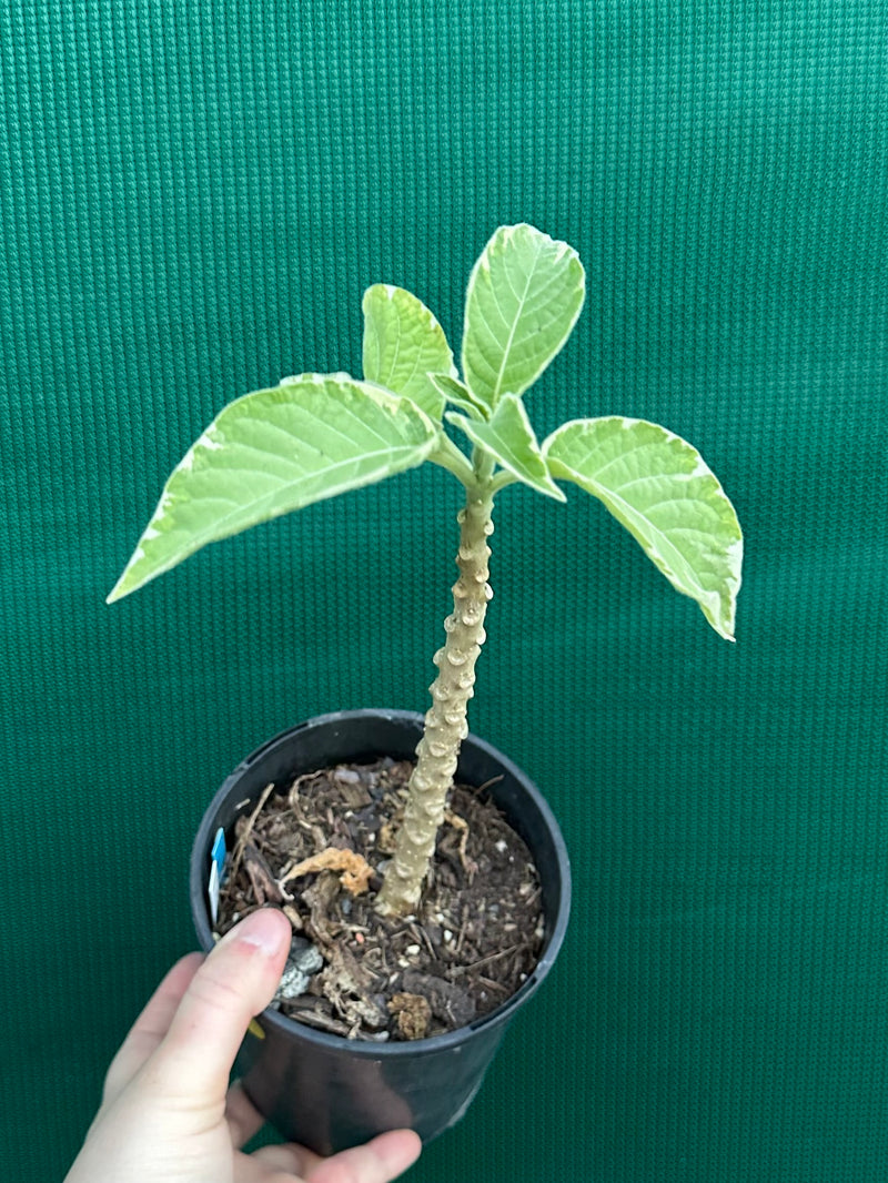 Brugmansia variegata NEW