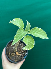 Brugmansia variegata NEW