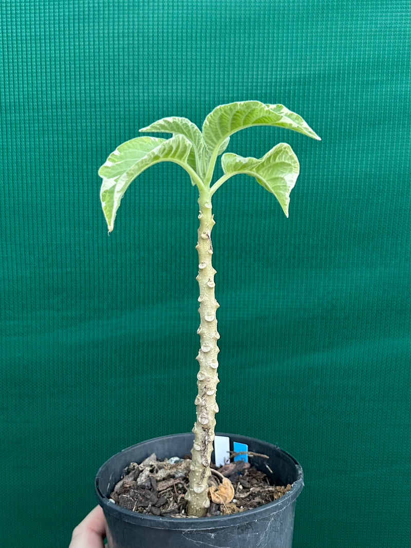 Brugmansia variegata NEW