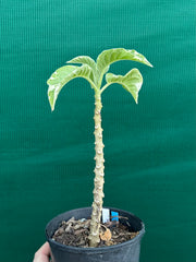 Brugmansia variegata NEW