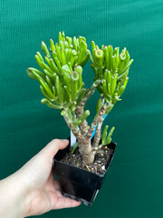 Crassula ovata ‘Skinny Fingers’
