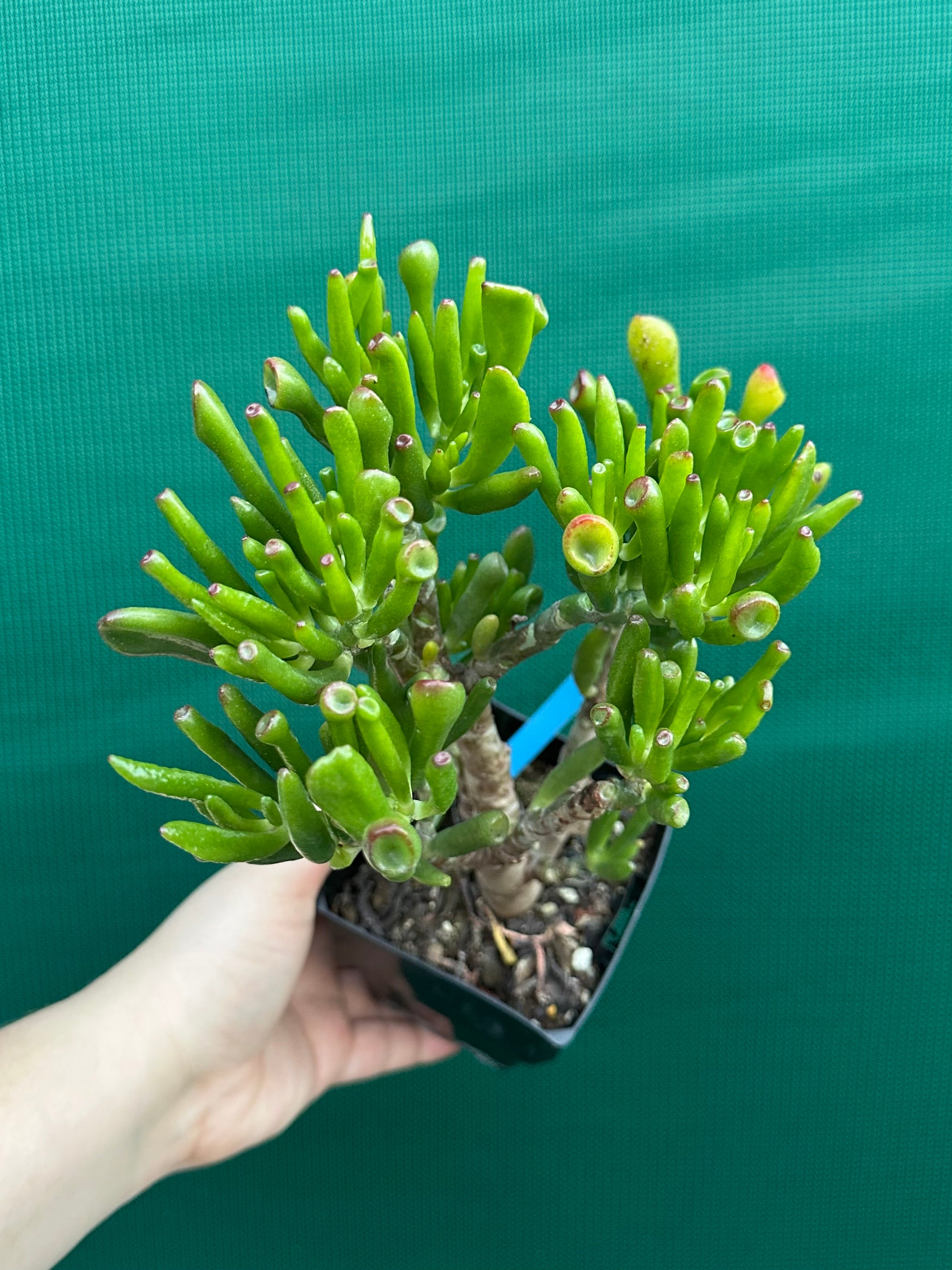 australian jade plant Crassula ovata 'Skinny Fingers'