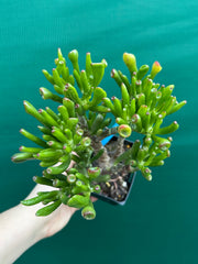 Crassula ovata ‘Skinny Fingers’