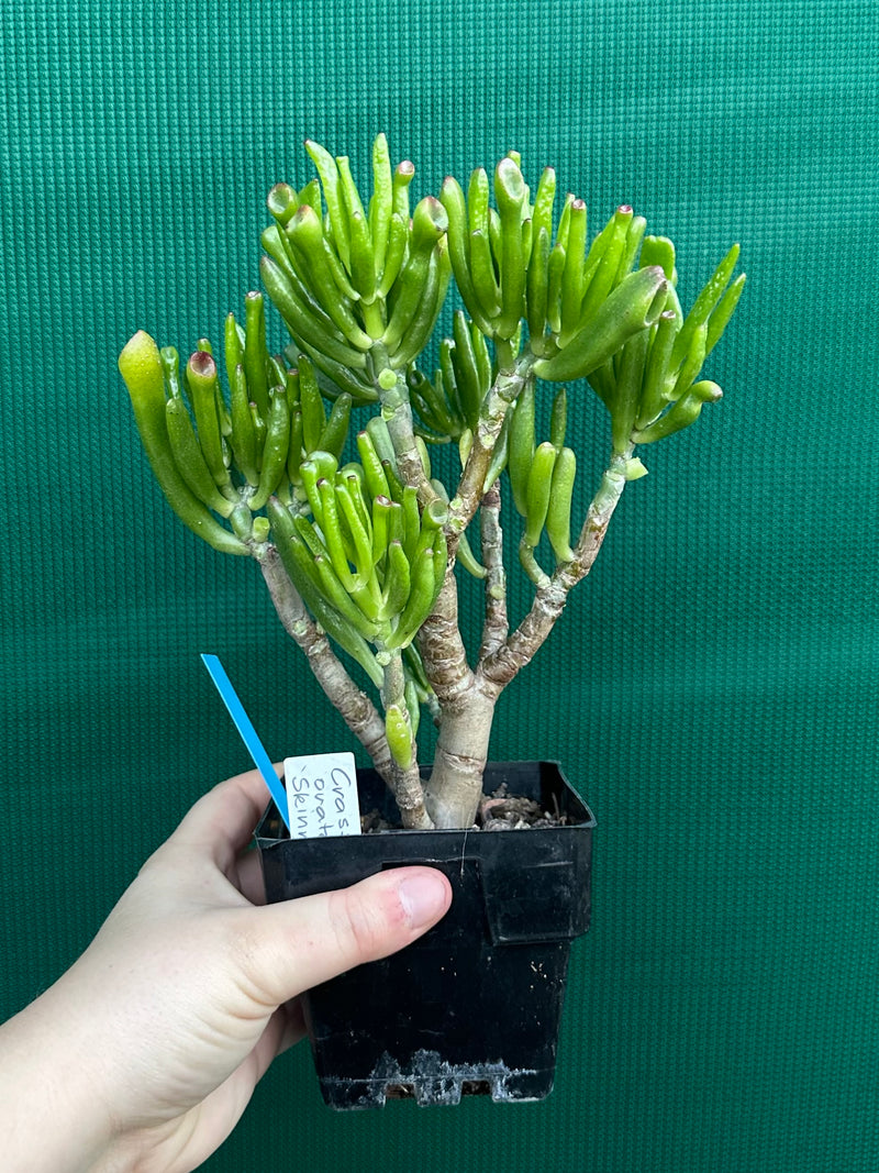 jade fingers plant Crassula ovata 'Skinny Fingers'