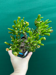Crassula ovata ‘Skinny Fingers’