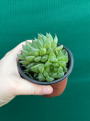 Haworthia Unknown