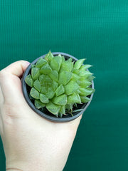 Haworthia Unknown