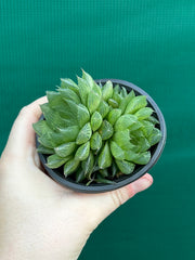 Haworthia Unknown