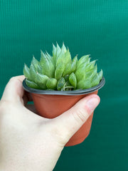 Haworthia Unknown