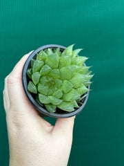 Haworthia Unknown