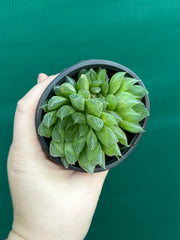 Haworthia Unknown