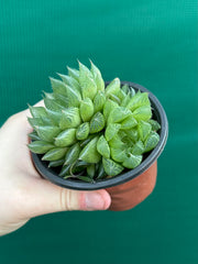 Haworthia Unknown