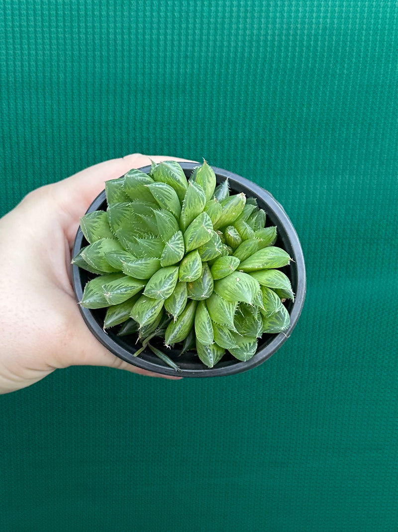 Haworthia Unknown