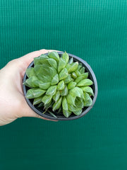 Haworthia Unknown