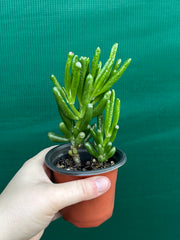 Crassula ovata ‘Skinny Fingers’