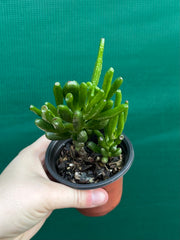 Crassula ovata ‘Skinny Fingers’