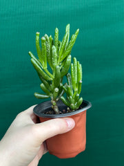 Crassula ovata ‘Skinny Fingers’