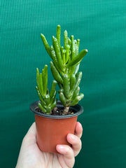 Crassula ovata ‘Skinny Fingers’