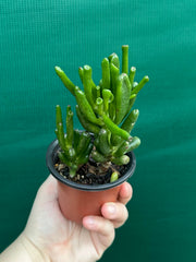 Crassula ovata ‘Skinny Fingers’