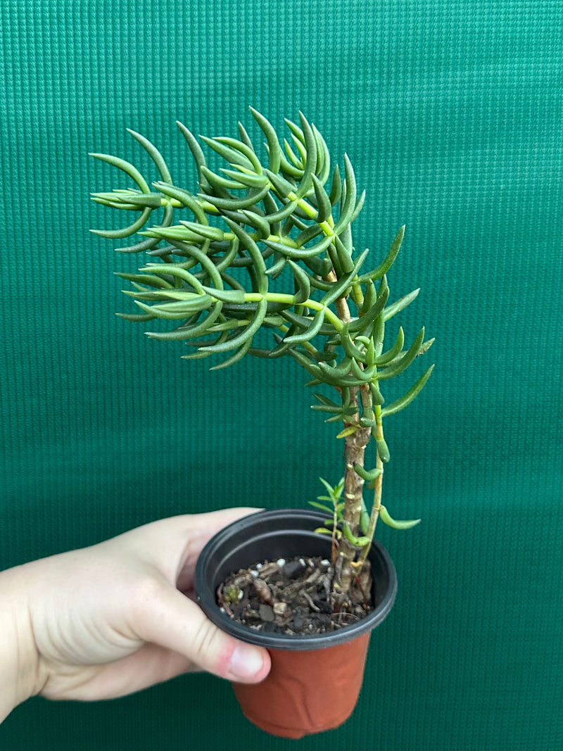 Crassula tetragona