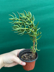 Crassula tetragona