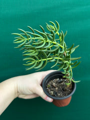 Crassula tetragona