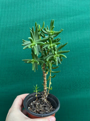 Crassula tetragona