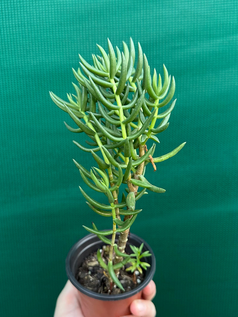 Crassula tetragona