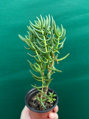 Crassula tetragona