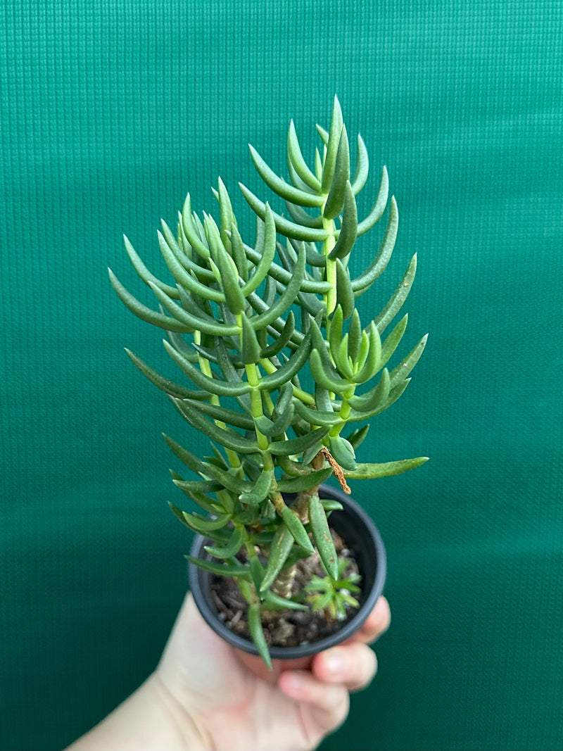 Crassula tetragona