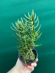 Crassula tetragona