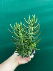 Crassula tetragona