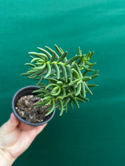 Crassula tetragona